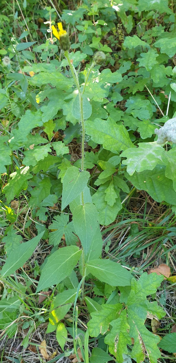 Thumbnail: Hieracium argutifolium