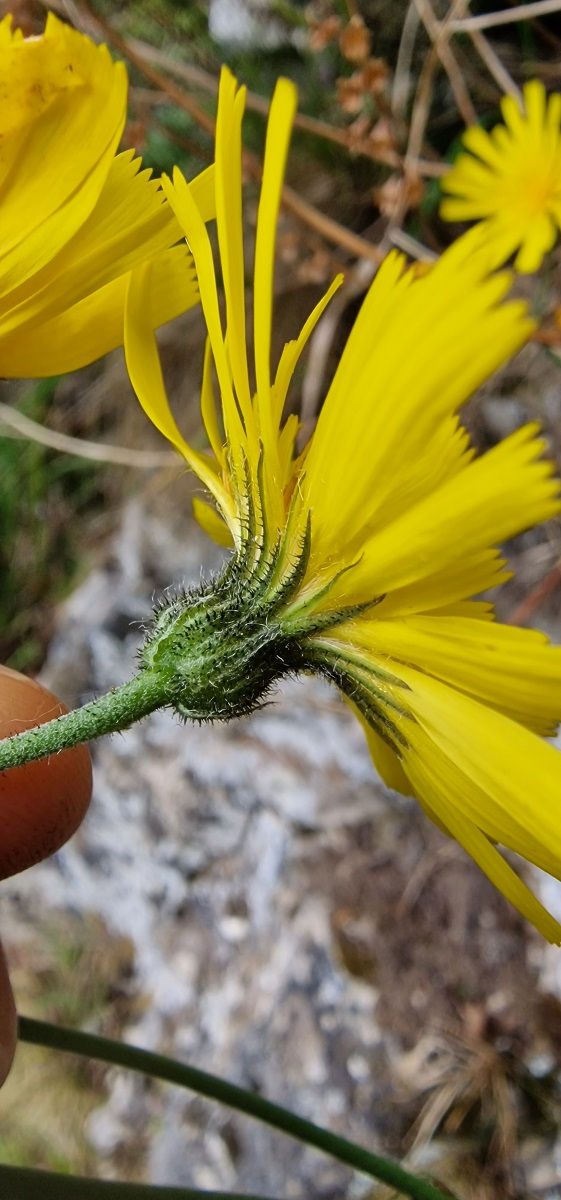 Thumbnail: Hieracium subbritannicum