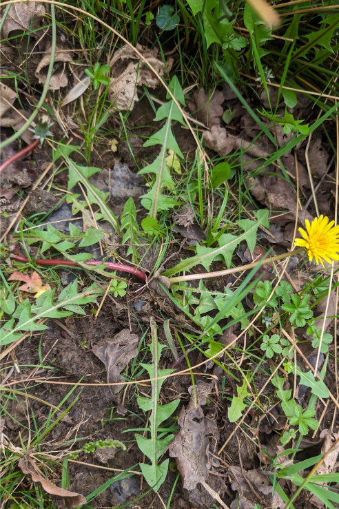 Taraxacum quadrans 