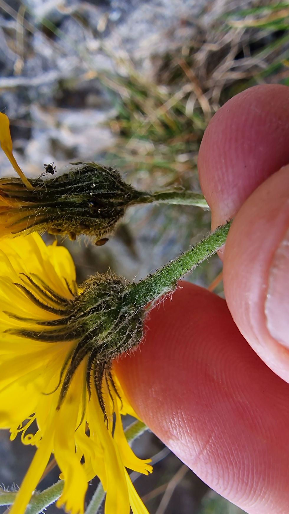 Thumbnail: Hieracium decolor