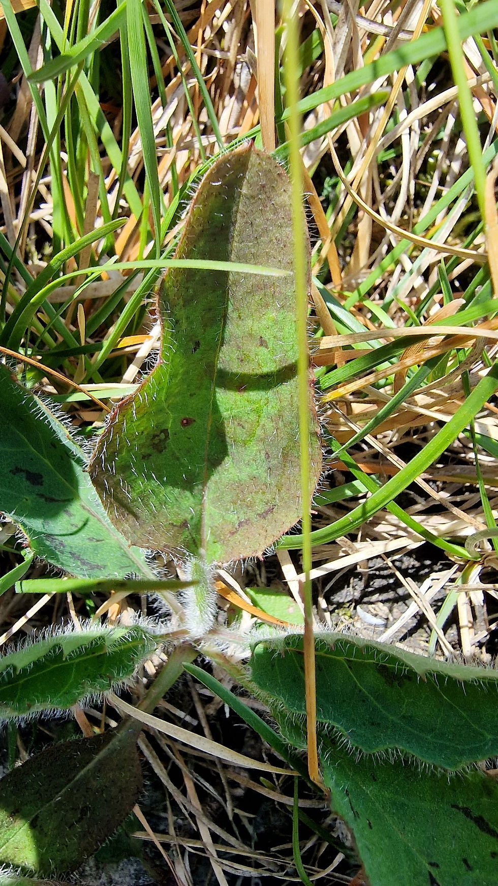 Thumbnail: Hieracium stictum