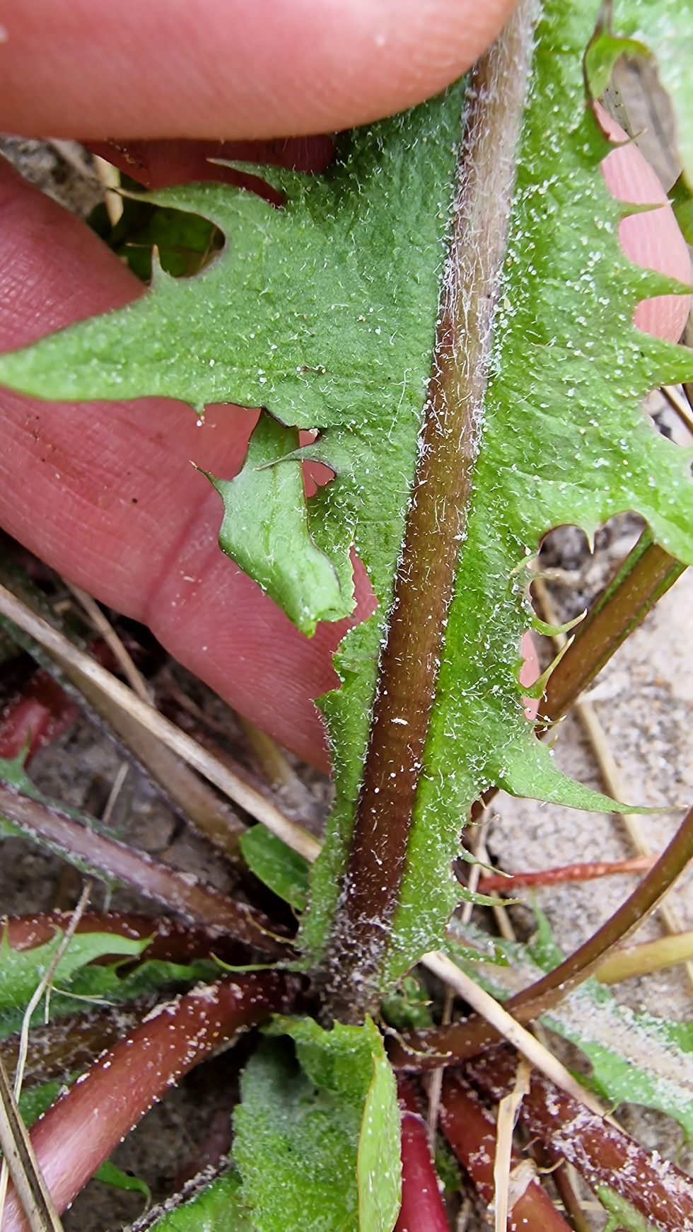 Taraxacum aequisectum