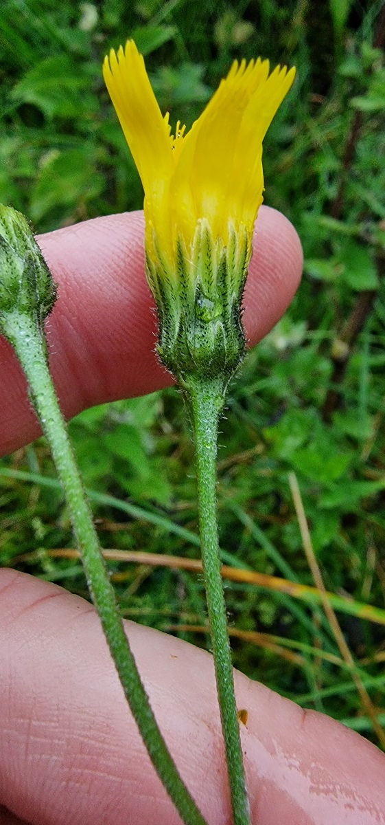 Thumbnail: Hieracium jonesianum
