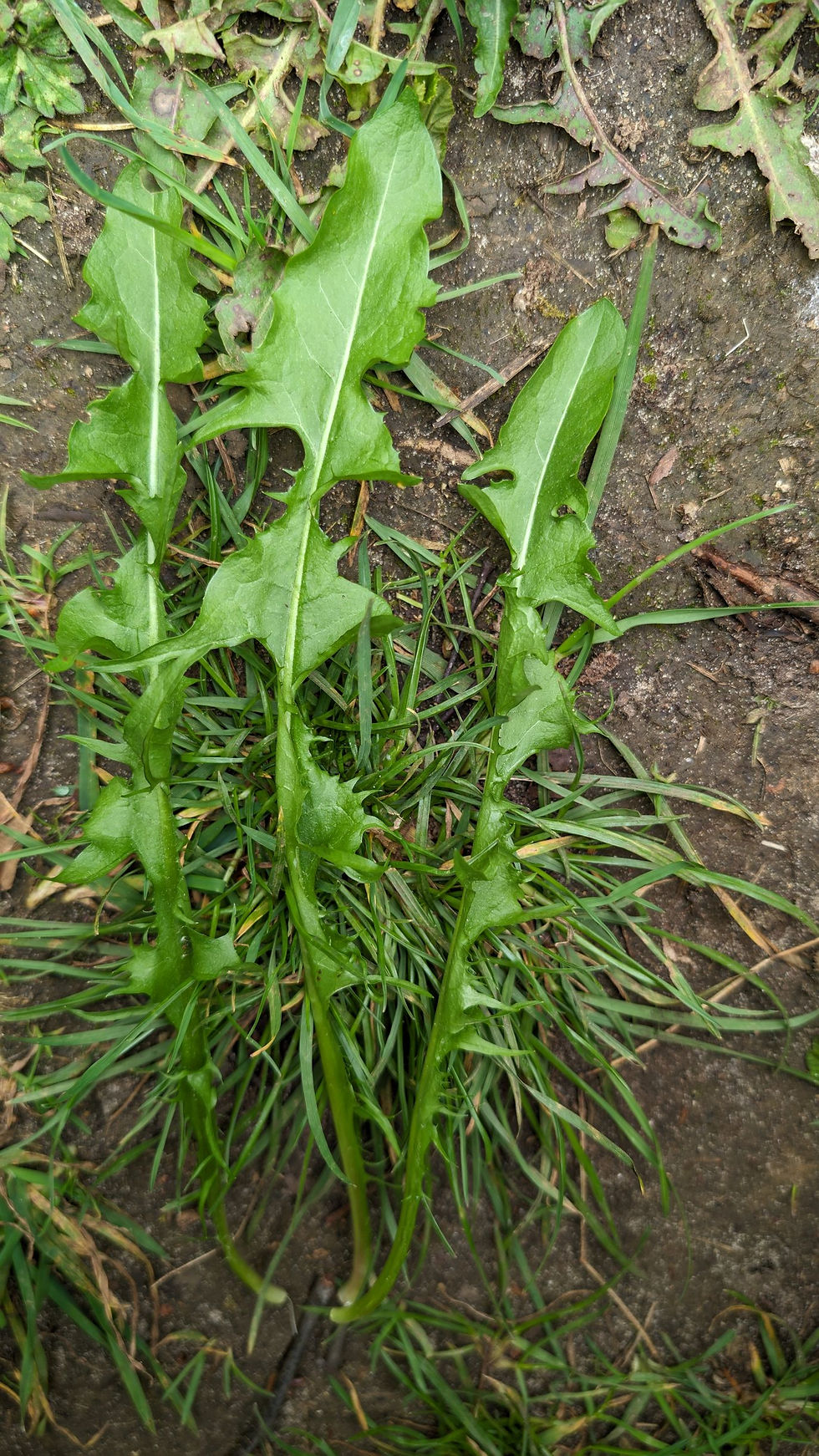 Thumbnail: Taraxacum altissimum