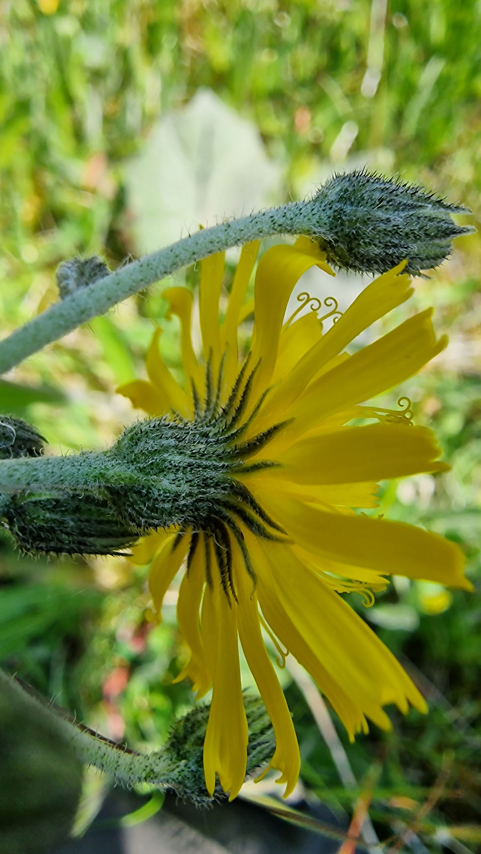 Thumbnail: Hieracium triviale