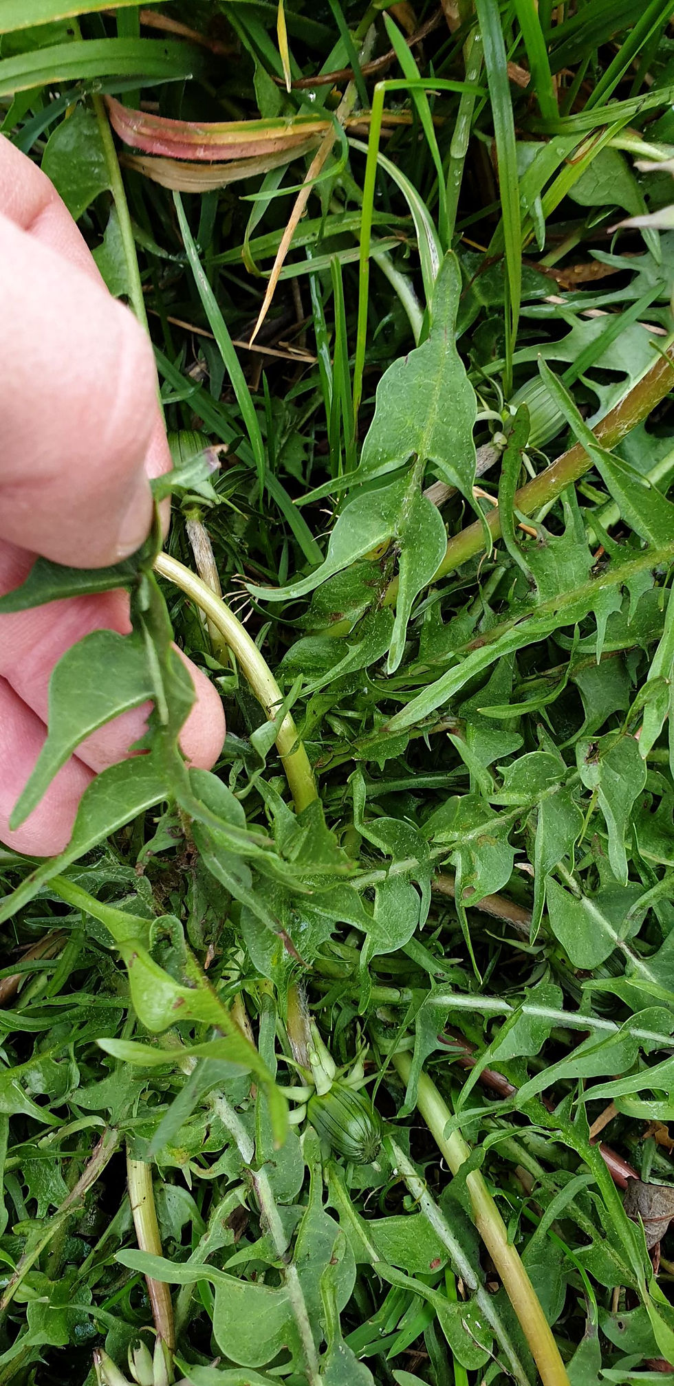 Thumbnail: Taraxacum porrigens