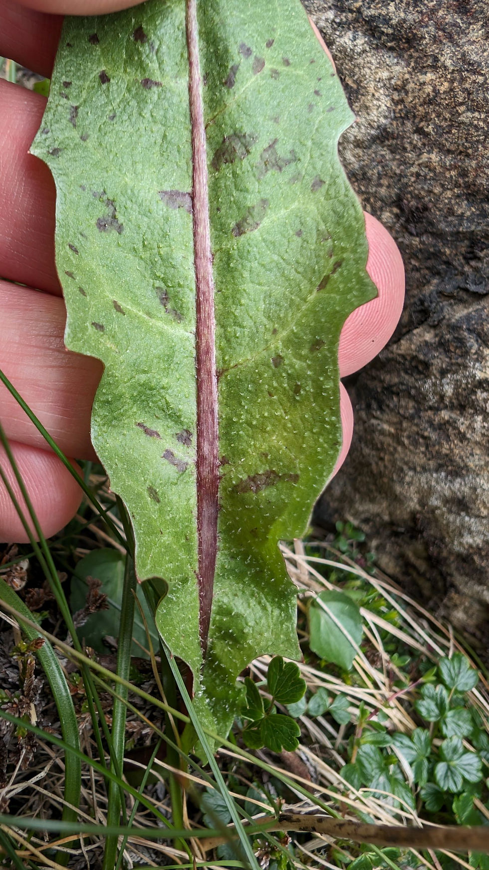 Thumbnail: Taraxacum serpenticola