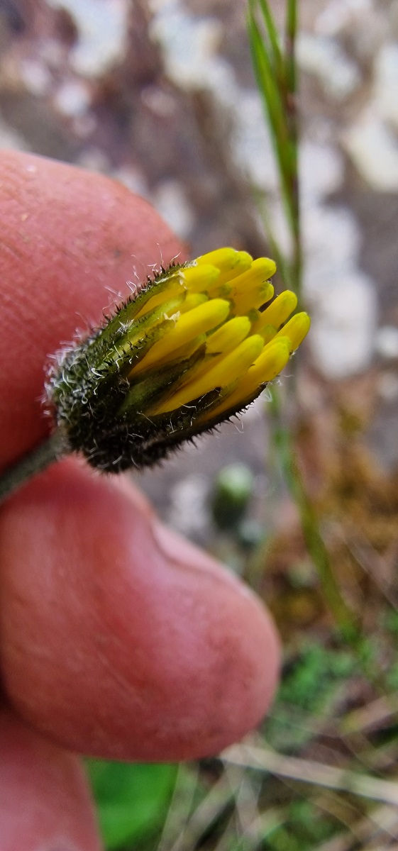 Thumbnail: Hieracium attenboroughianum