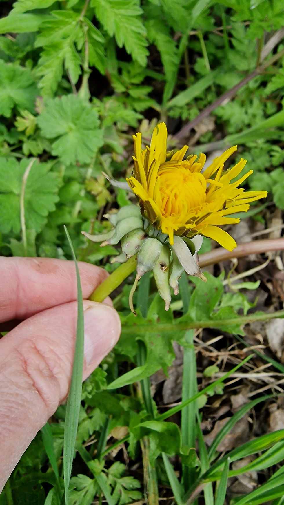 Thumbnail: Taraxacum pallescens