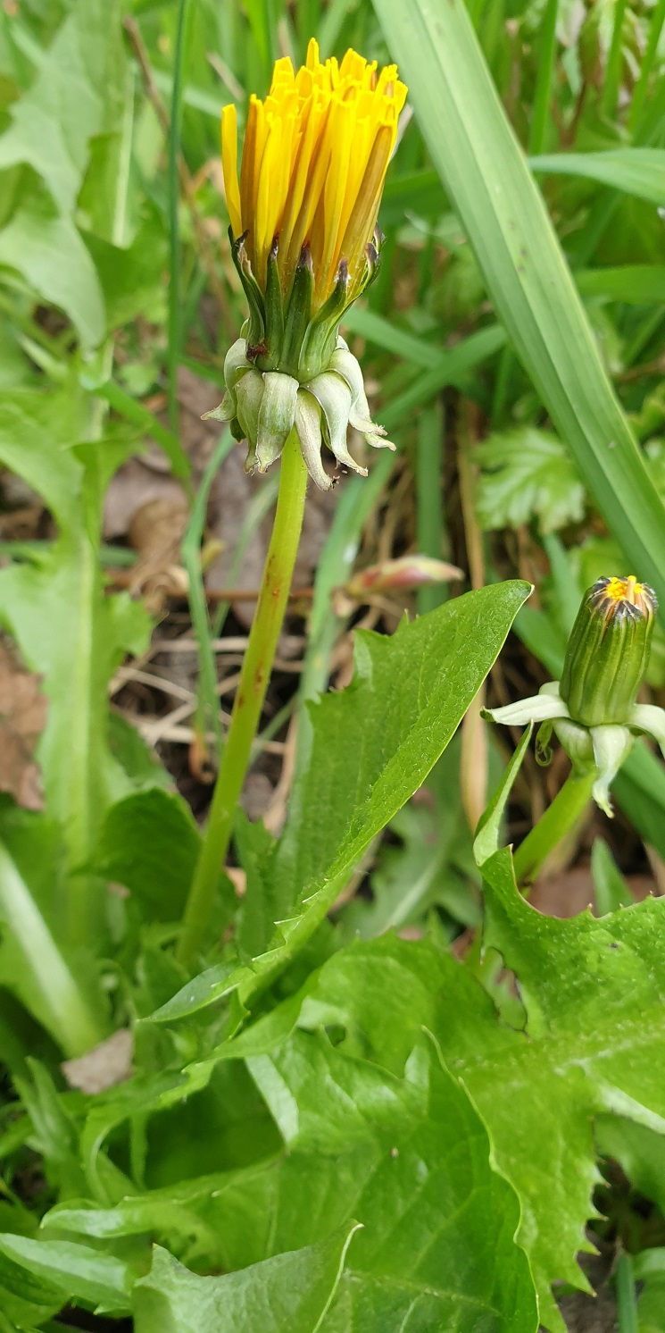 Thumbnail: Taraxacum ekmanii