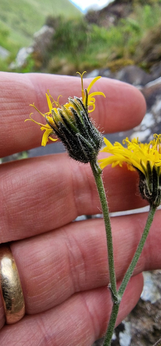 Thumbnail: Hieracium leyanum