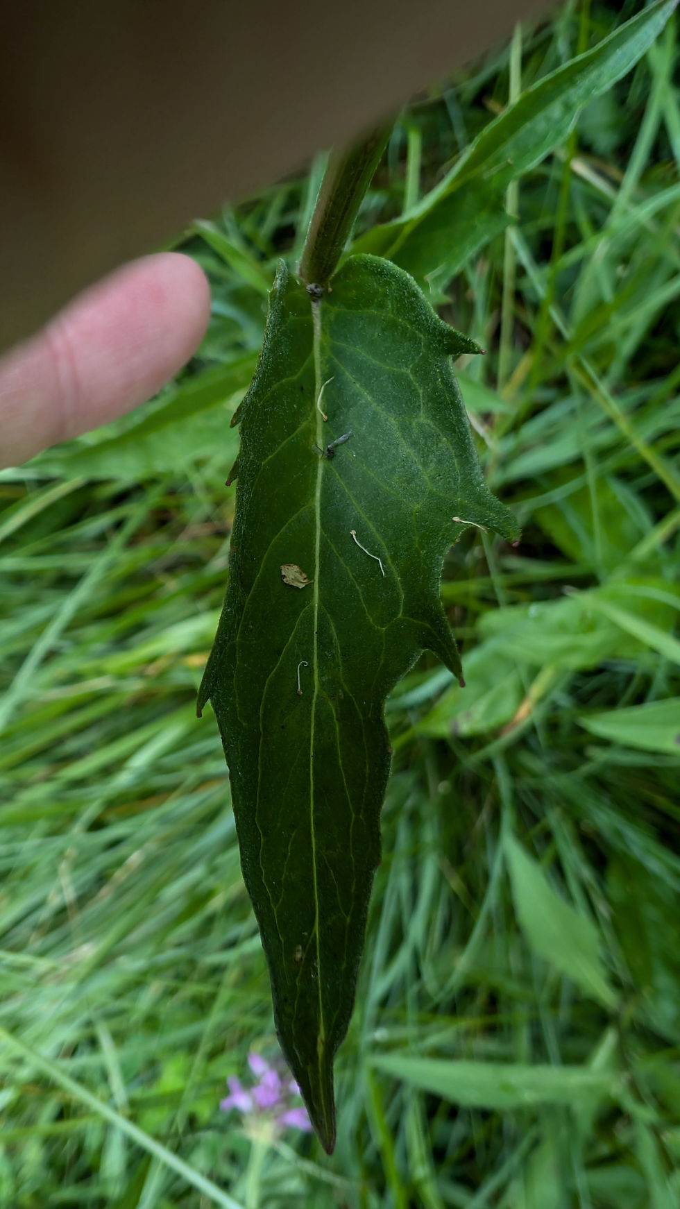 Thumbnail: Hieracium eboracense