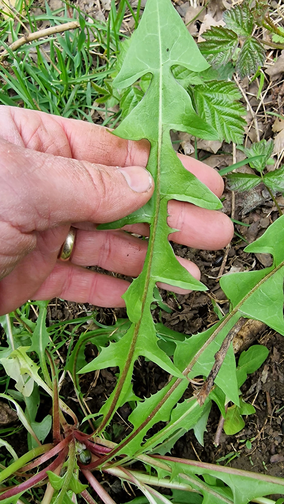 Taraxacum fusciflorum