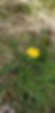 135.025.142 Taraxacum necessarium