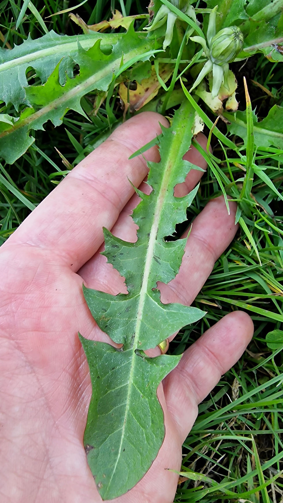 Thumbnail: Taraxacum sundbergii