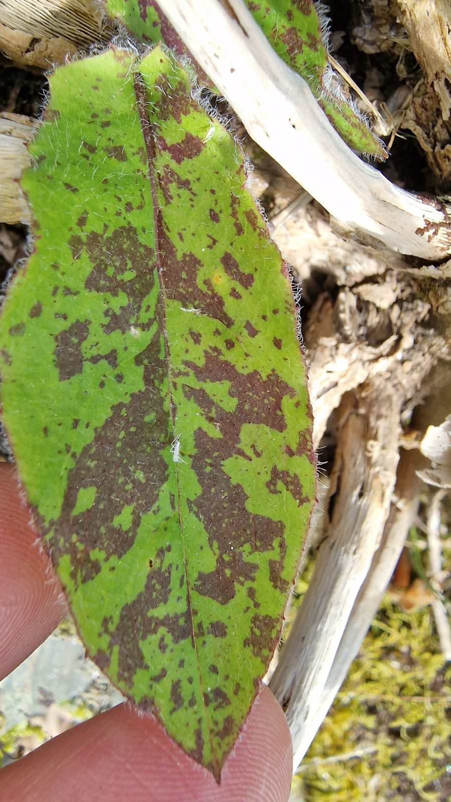 Thumbnail: Hieracium medium