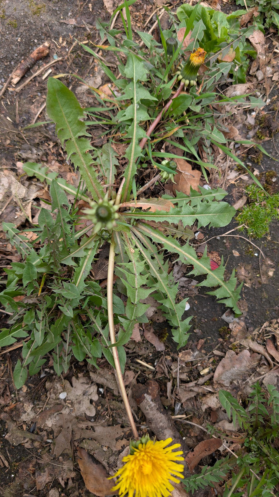 Taraxacum nigridentatum