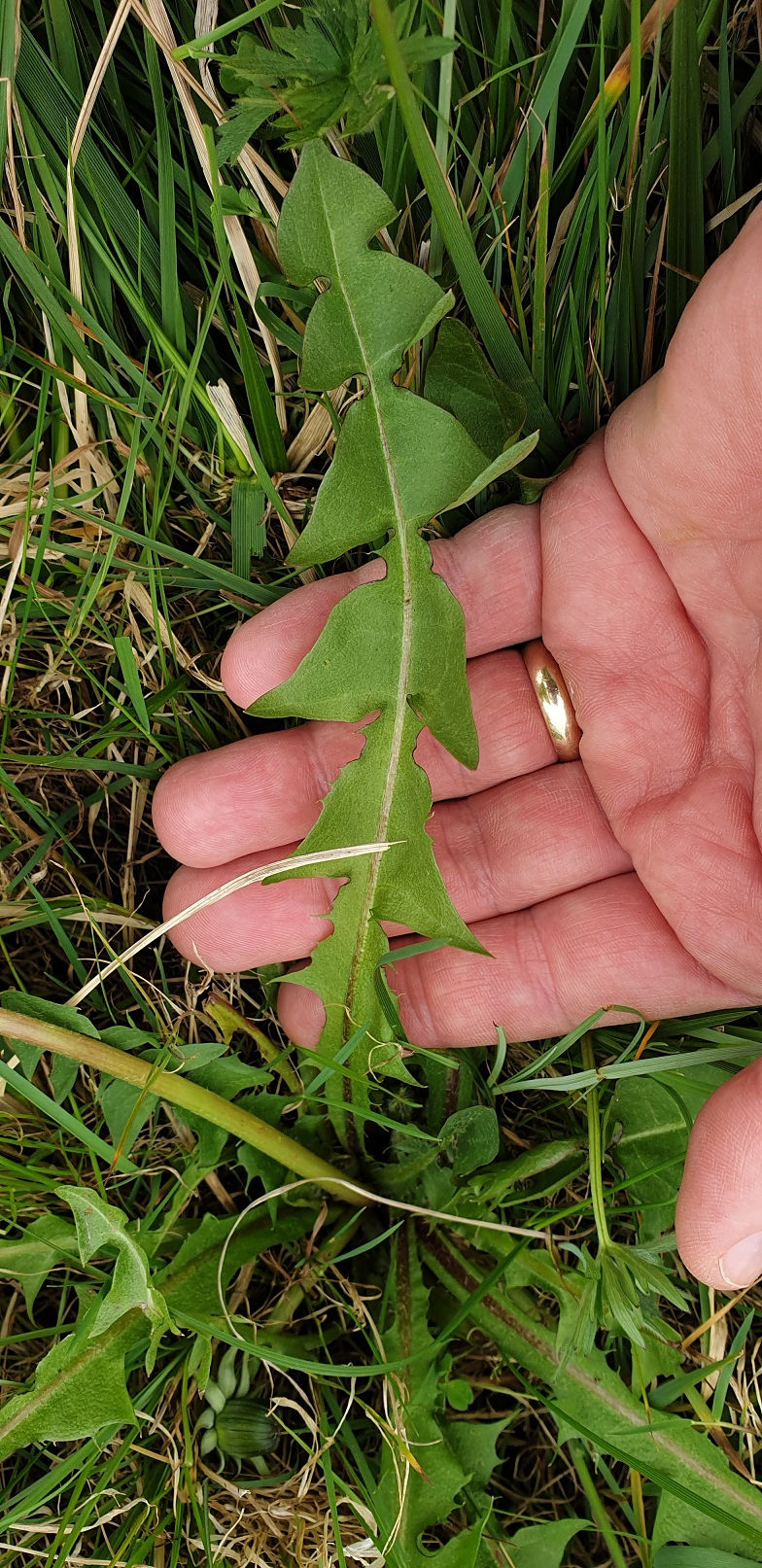 Thumbnail: Taraxacum oellgaardii