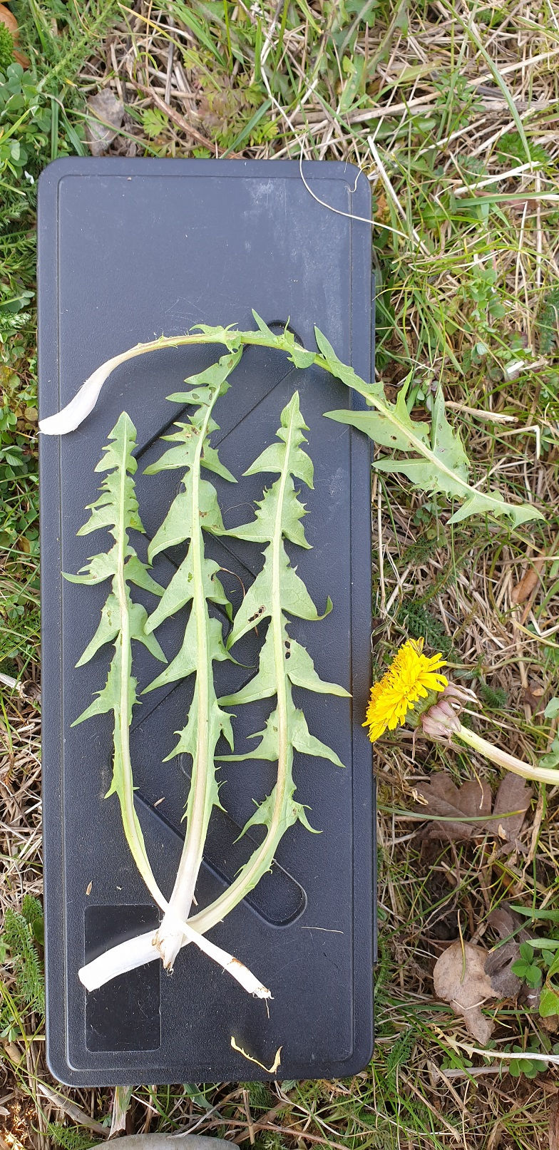 Thumbnail: Taraxacum fagerstroemii
