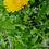 Thumbnail: Taraxacum ekmanii
