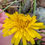 Thumbnail: 135.025.047 Taraxacum naevosum
