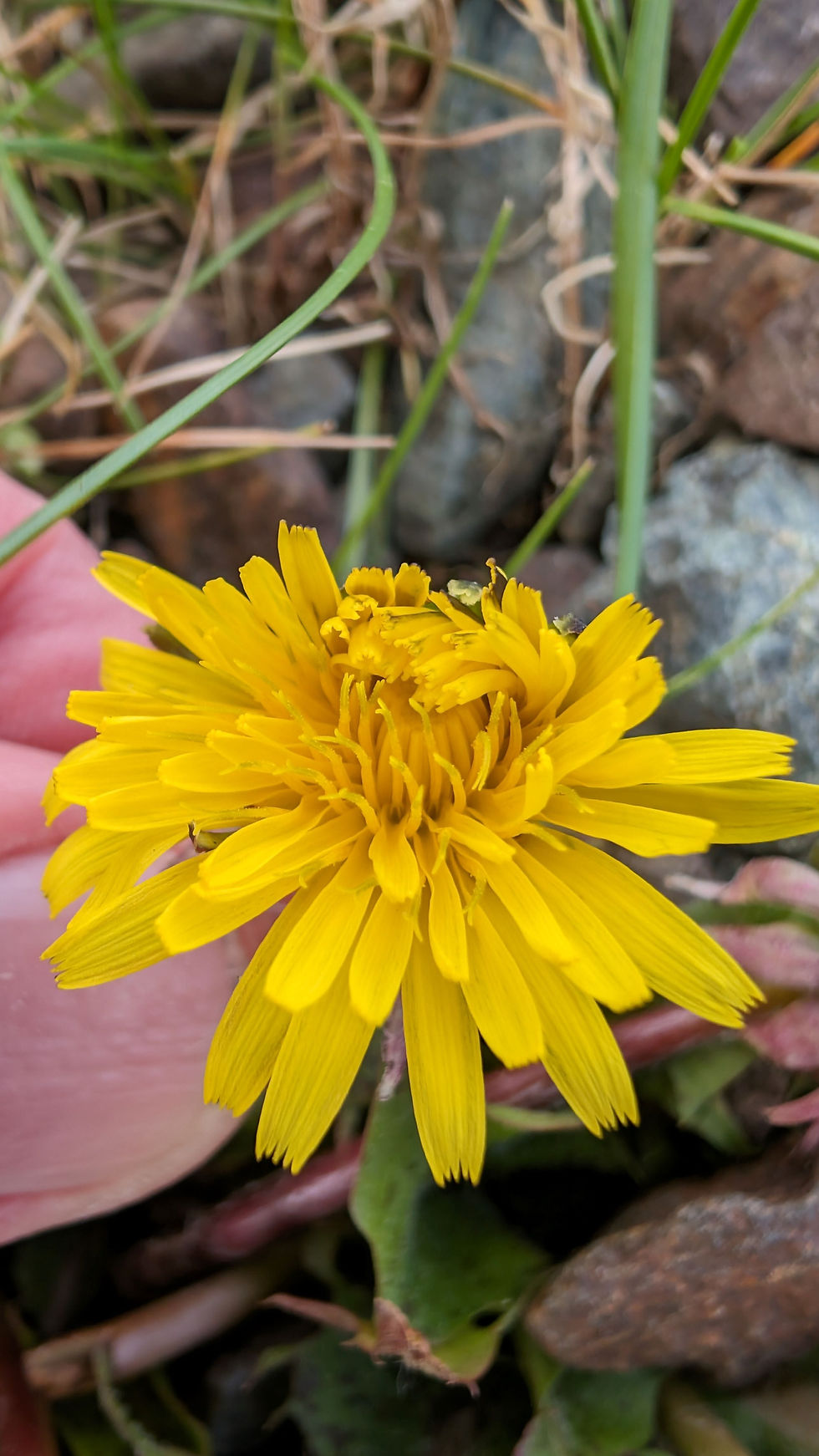 Thumbnail: 135.025.047 Taraxacum naevosum