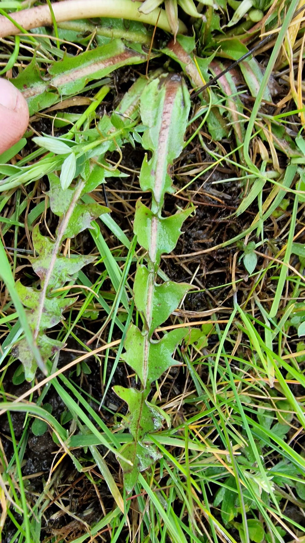Thumbnail: Taraxacum excellens