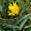 Thumbnail: Taraxacum glauciniforme