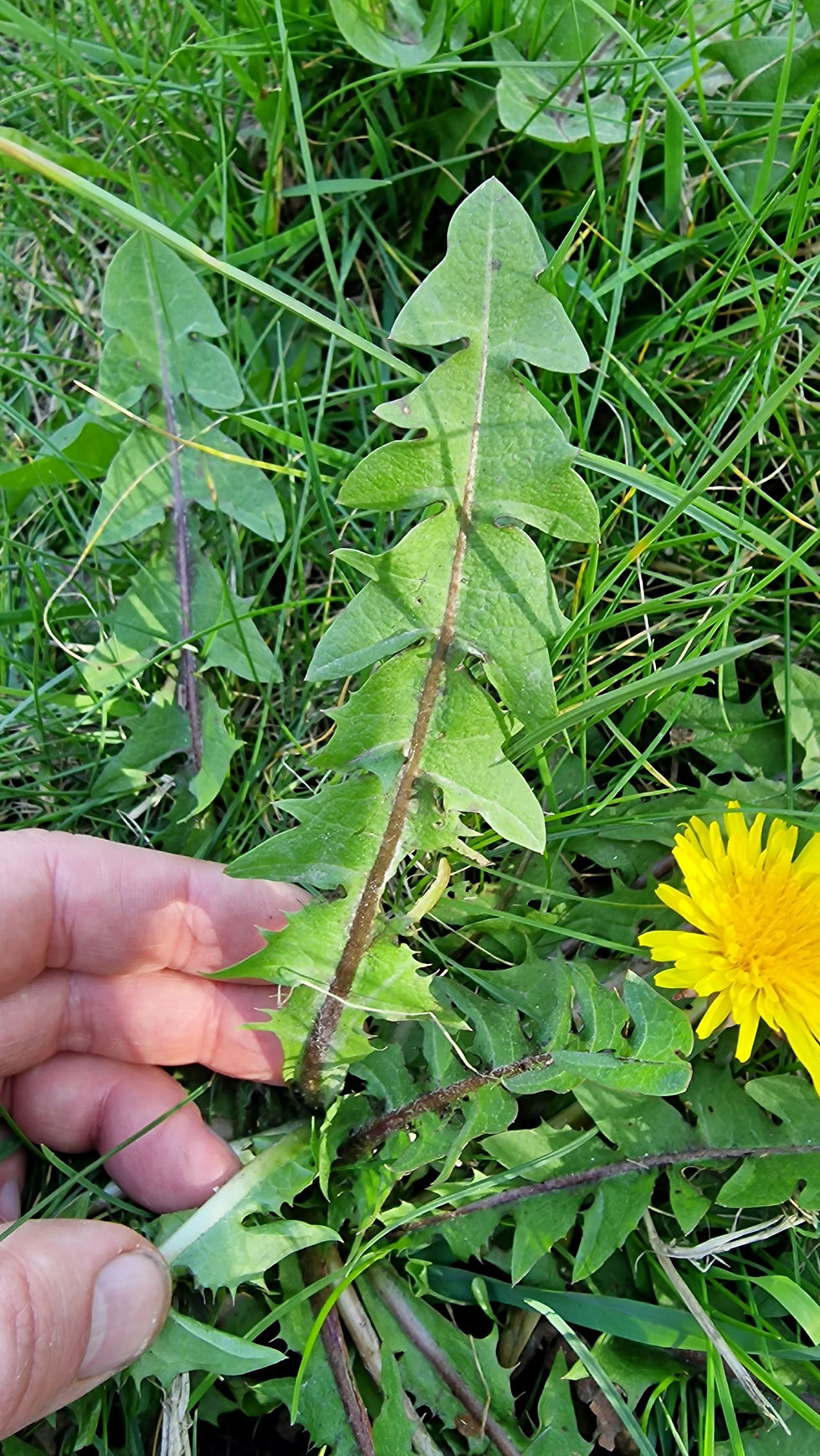 Thumbnail: Taraxacum pachymerum