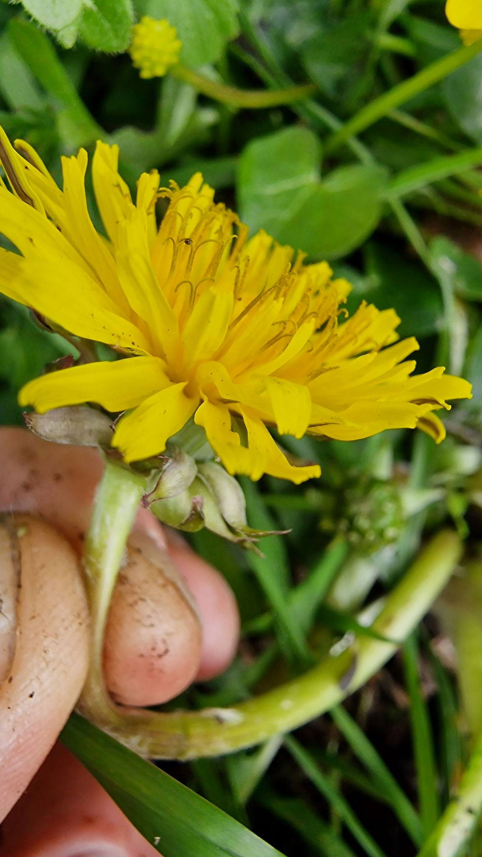 Thumbnail: Taraxacum porteri