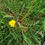Thumbnail: Taraxacum proximum