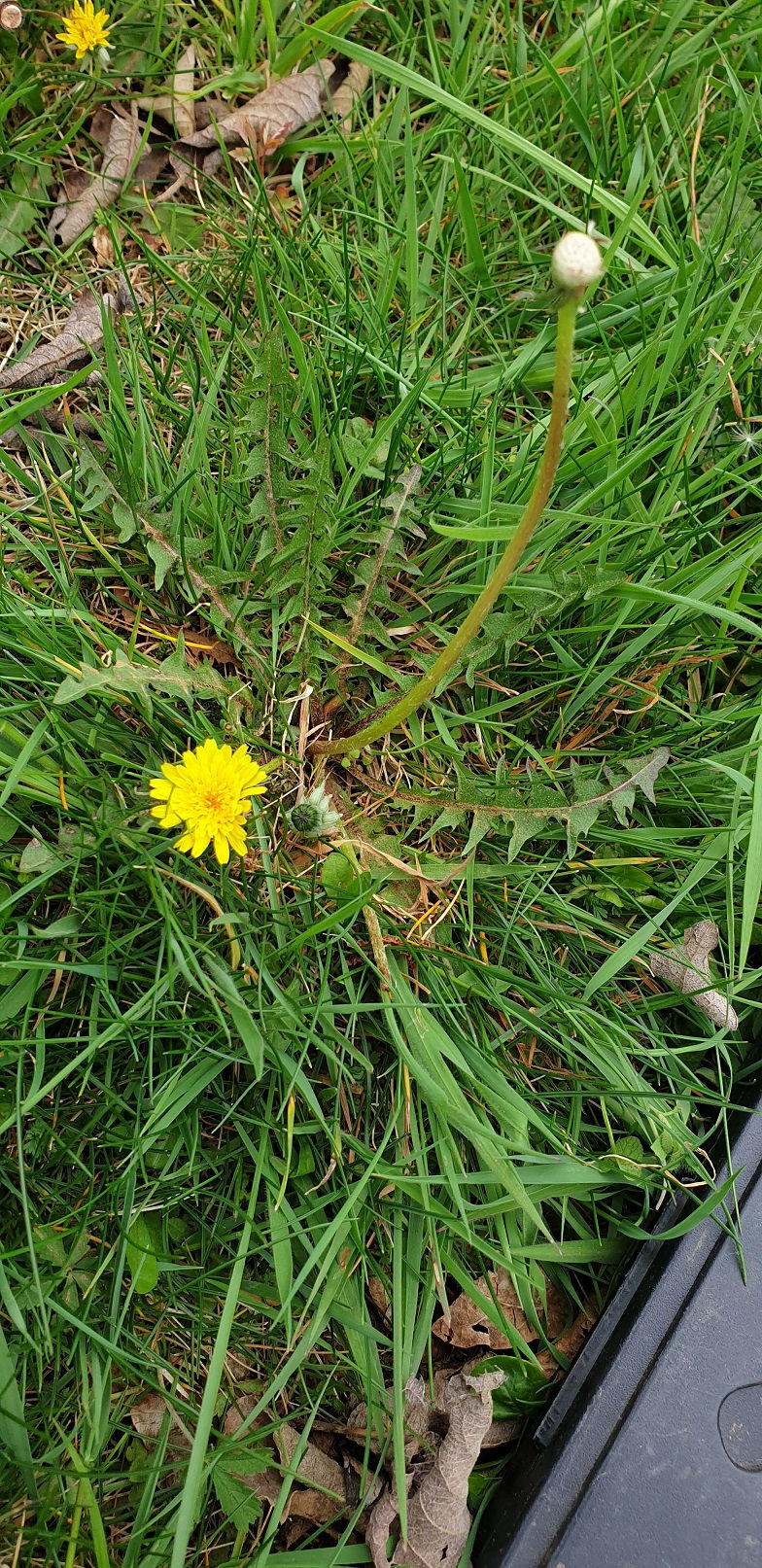 Taraxacum proximum
