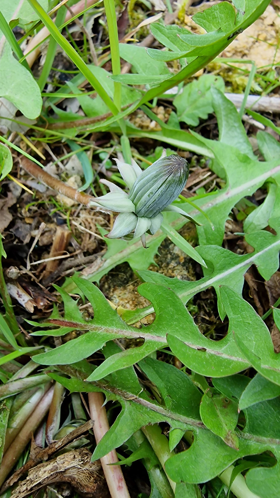 Taraxacum pruinatum