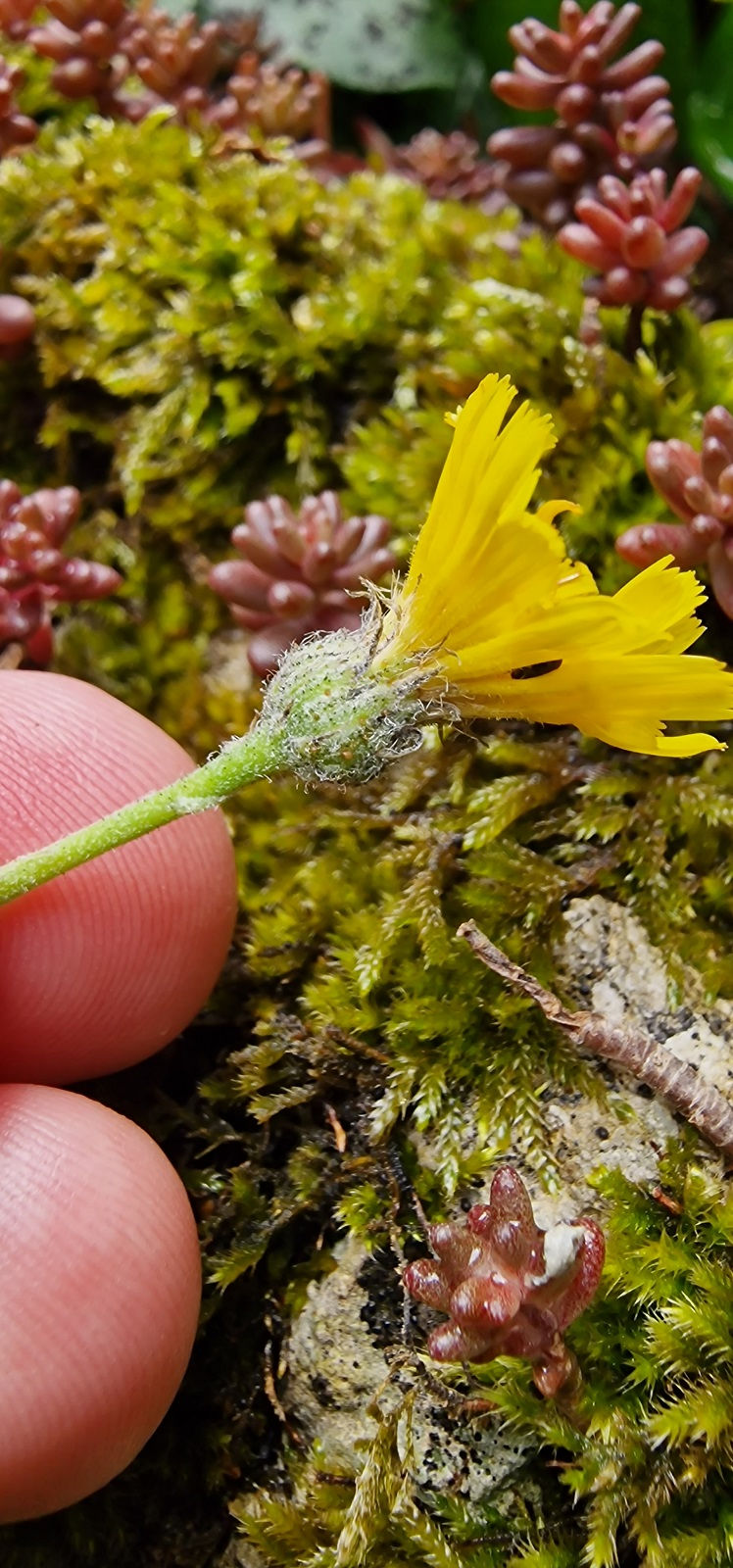 Thumbnail: 135.034.154 Hieracium rionii