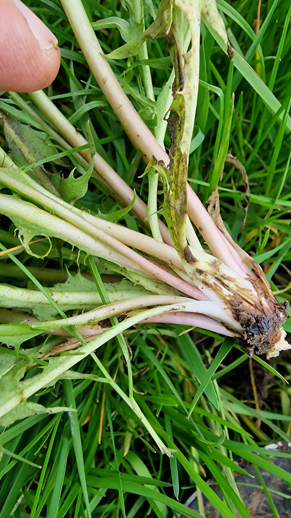 Thumbnail: Taraxacum undulatiflorum