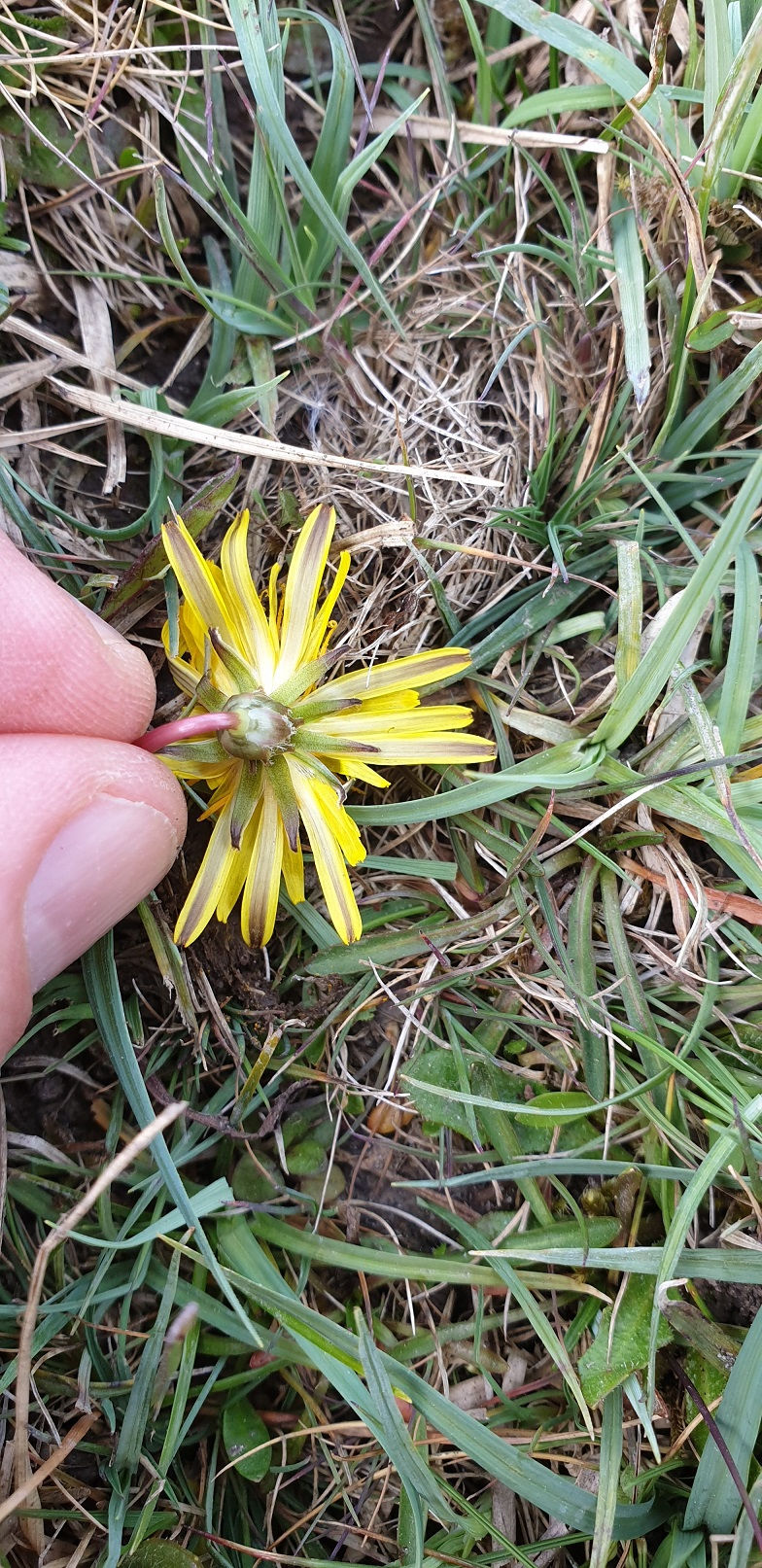 Thumbnail: 135.025.034 Taraxacum ciliare