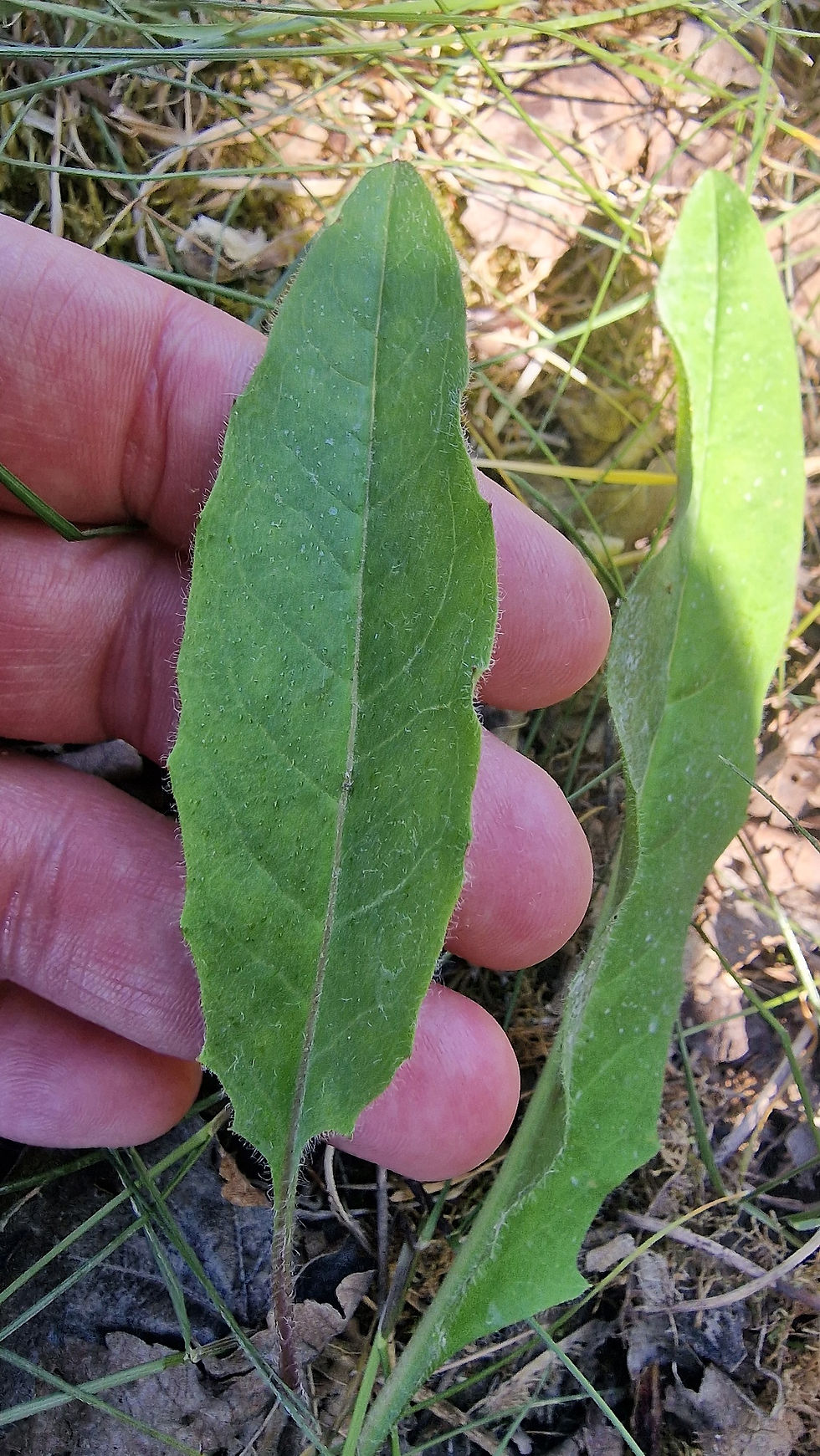 Thumbnail: 135.034.317 Hieracium festinum