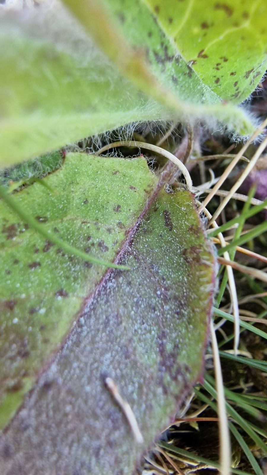 Thumbnail: Hieracium caesitium