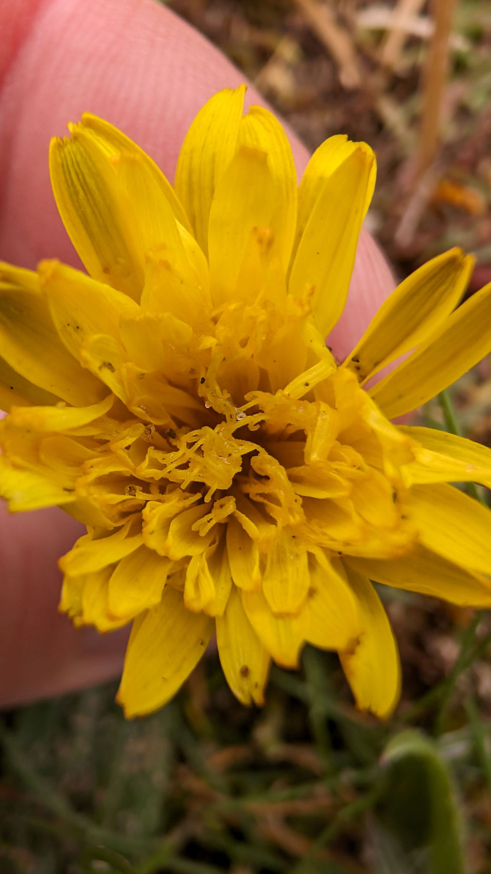 Thumbnail: Taraxacum haworthianum