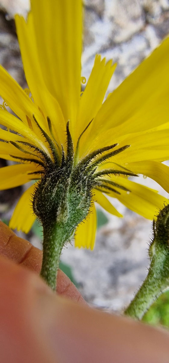 Thumbnail: Hieracium breconense