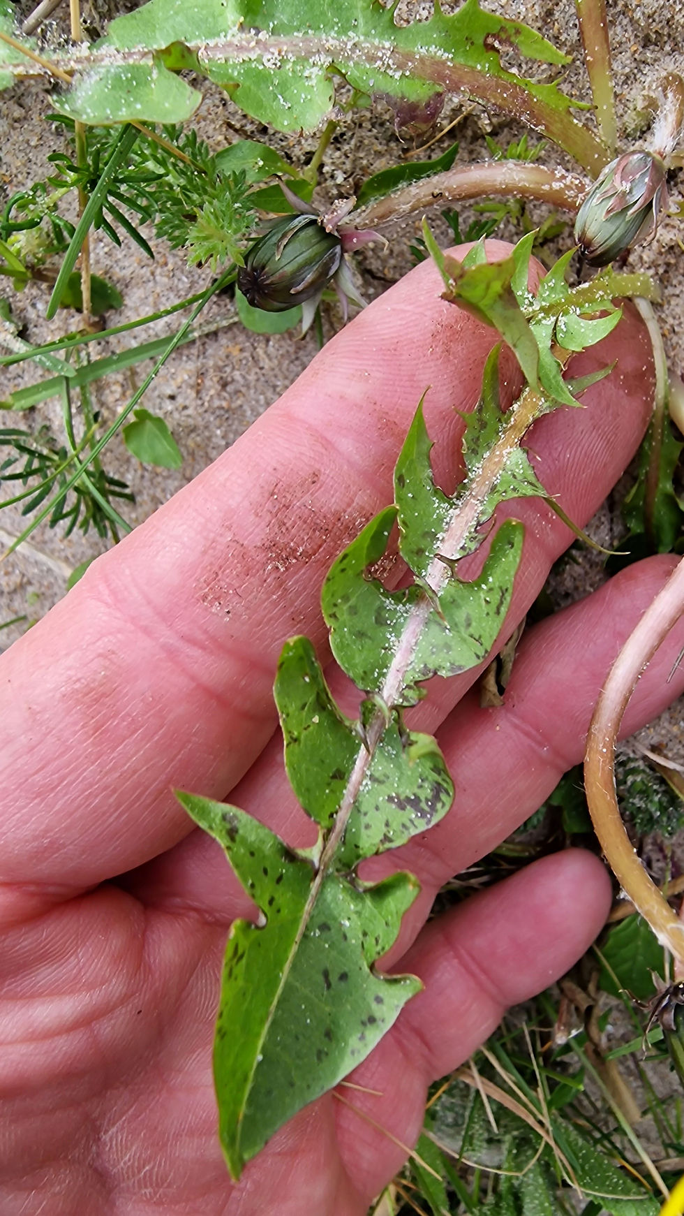 Thumbnail: Taraxacum maculosum