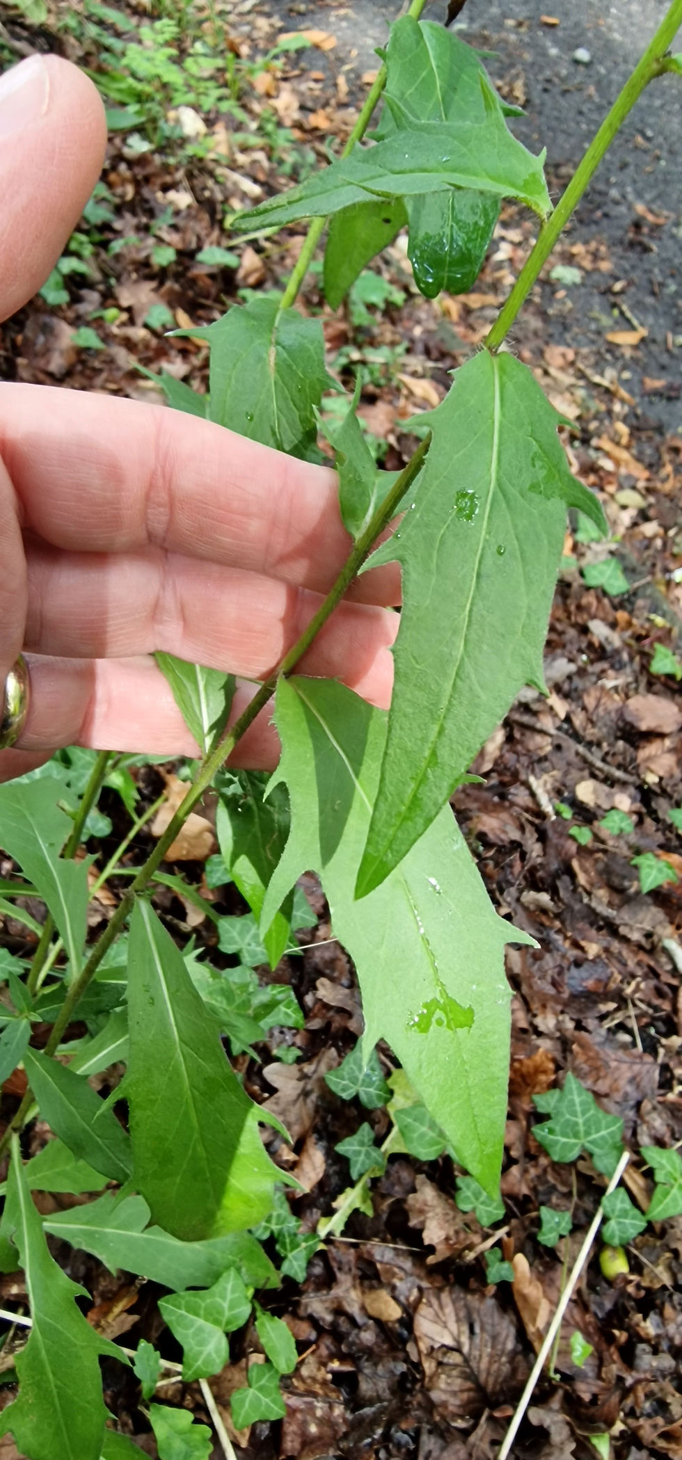 Thumbnail: Hieracium trichocaulon