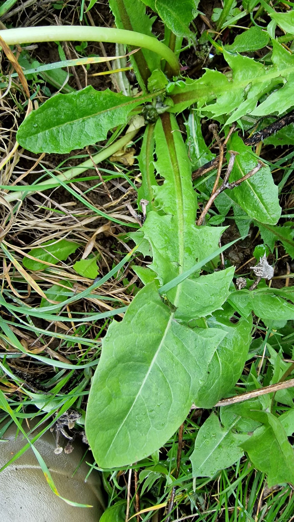 Thumbnail: Taraxacum cophocentrum