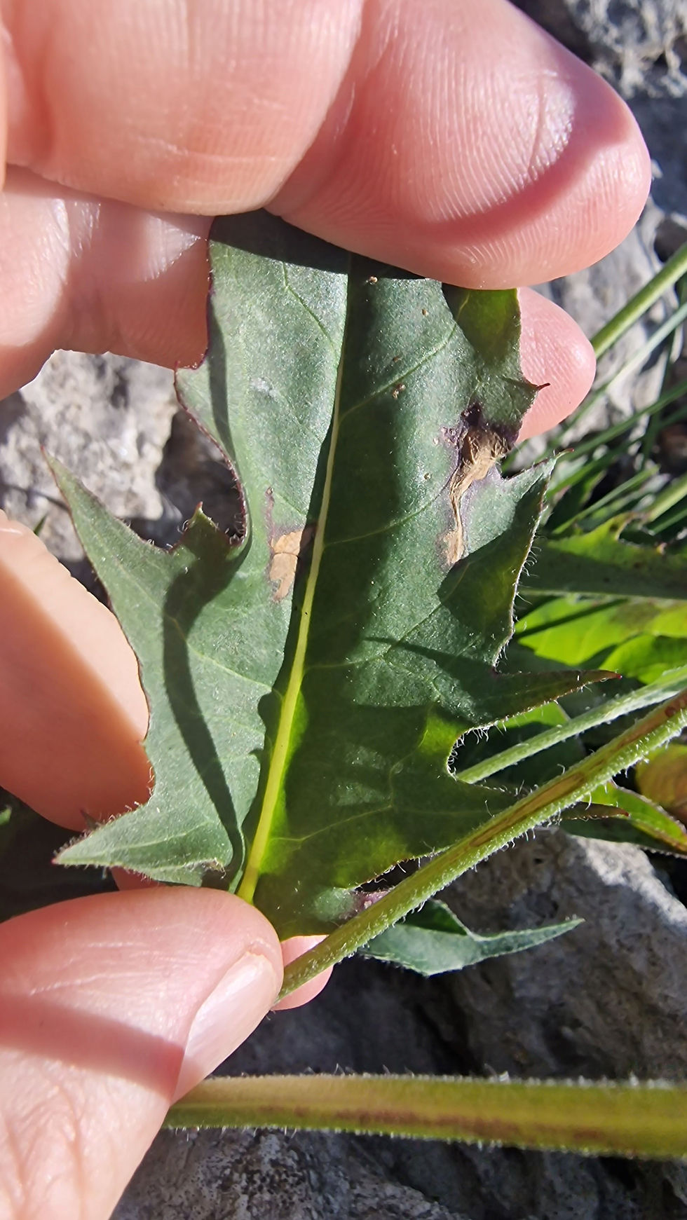 Thumbnail: Hieracium triviale