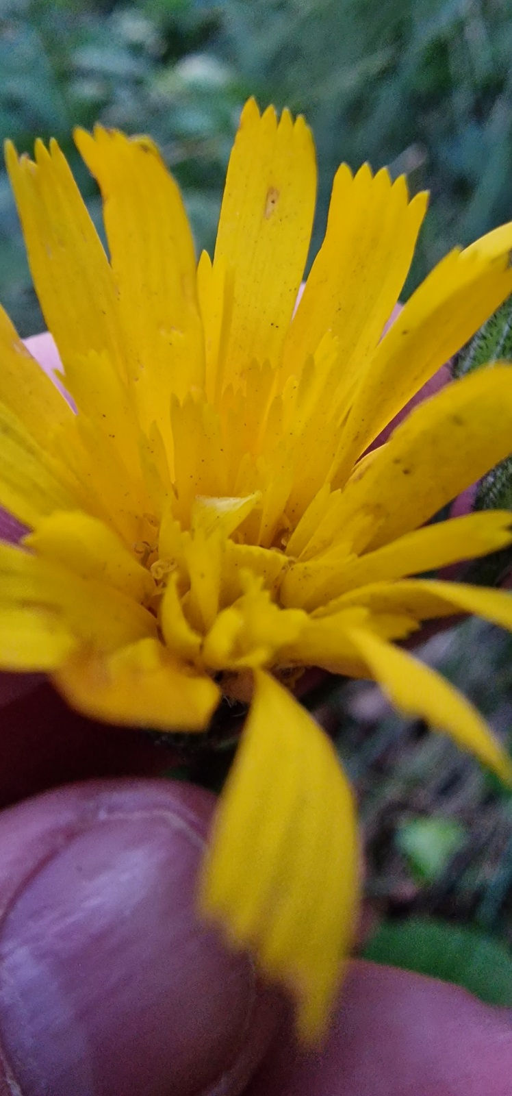 Hieracium exotericum