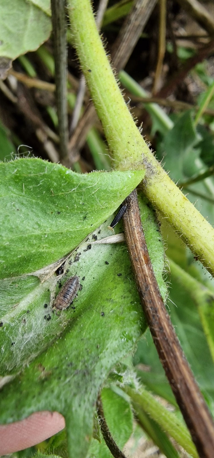 Thumbnail: Hieracium pulmonarioides