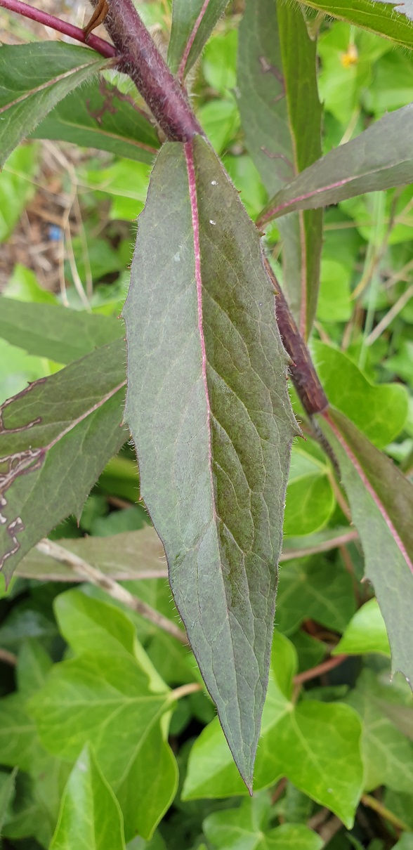 Thumbnail: Hieracium rigens