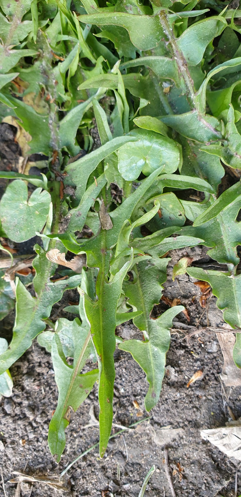 Thumbnail: Taraxacum pannucium