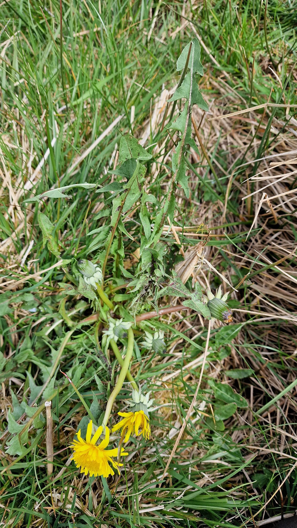 Taraxacum naevosiforme