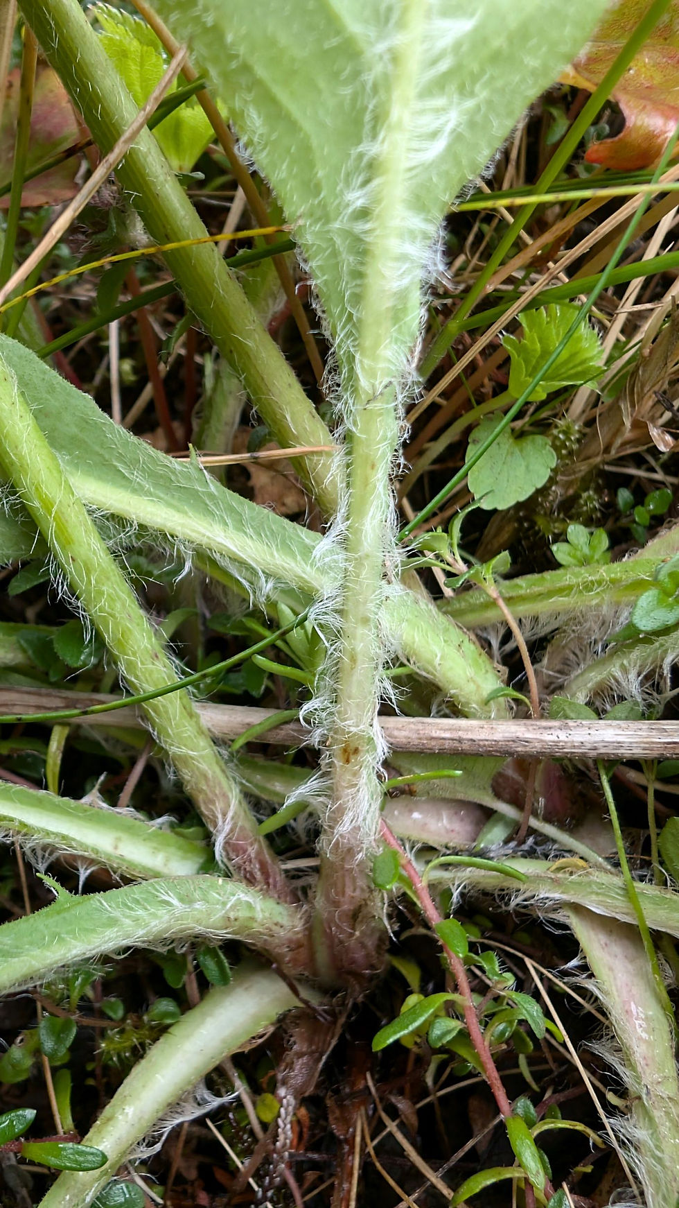 Thumbnail: Hieracium iricum